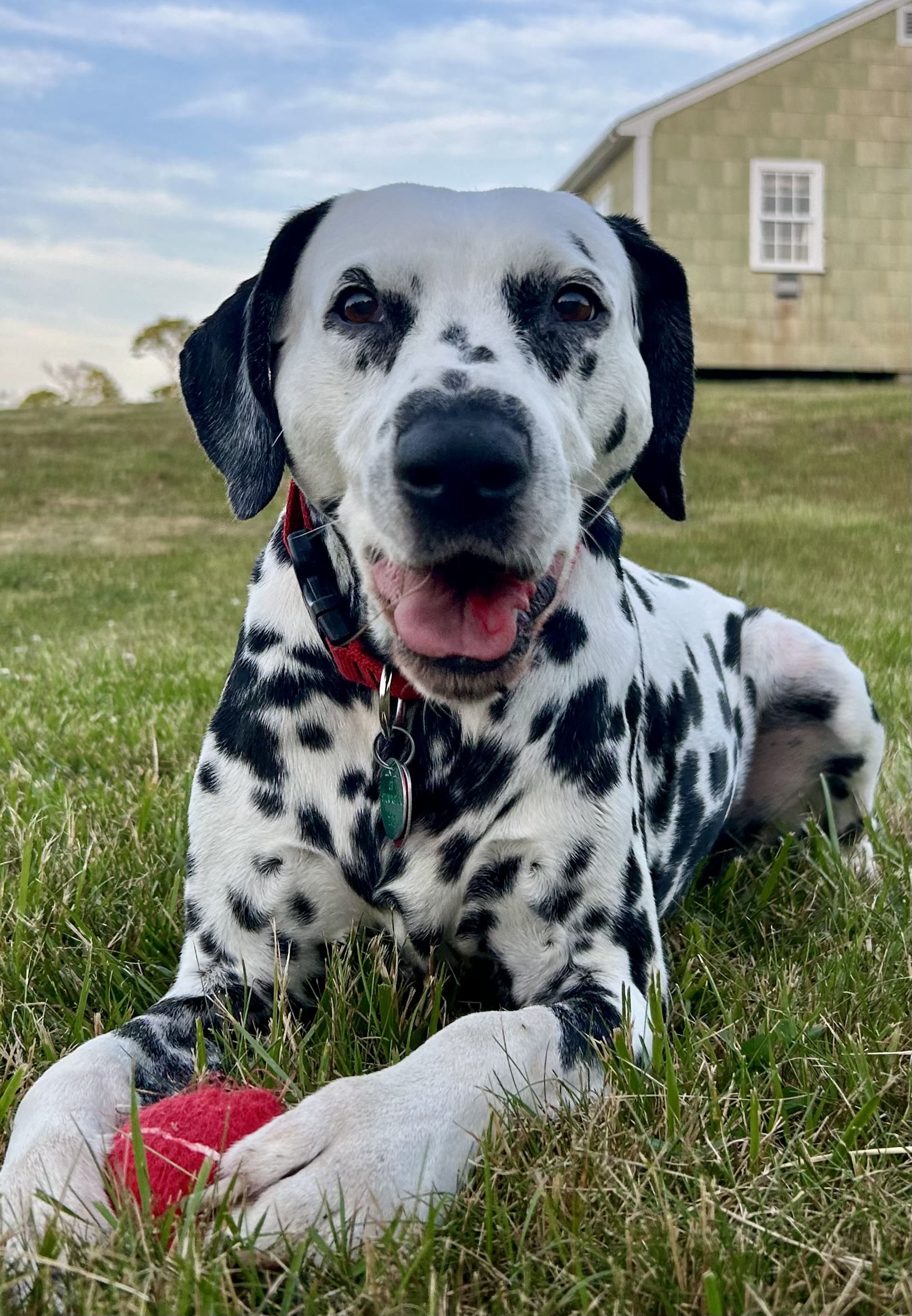 Dalmatian with red collar and tennis ball on green grass and brown building in background